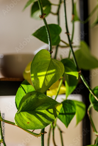 Houseplant, dragon ivy, epipremnum photo