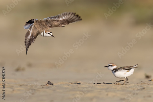 Waders or shorebirds, male kentish plover on the beach in italy