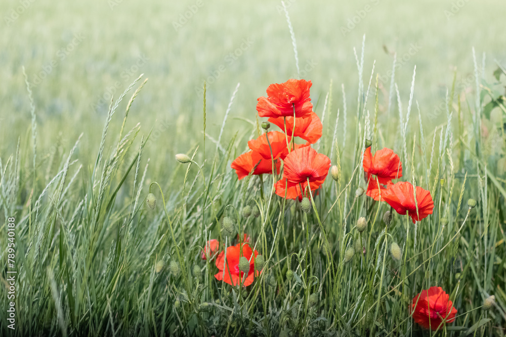 Obraz premium Red poppy flowers in a field among green grass, copy space