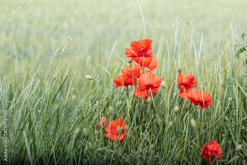 Red poppy flowers in a field among green grass, copy space