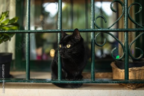 portrait of black cat sitting in the window of a house photo
