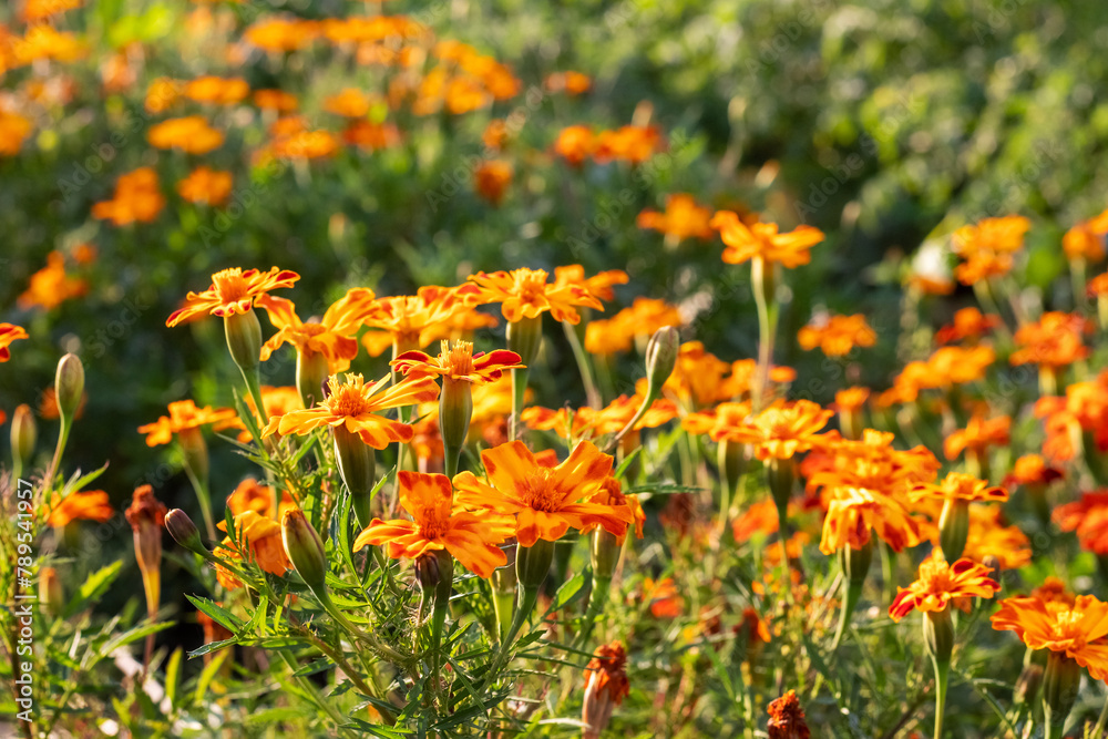 Marigold bloom in the garden bed