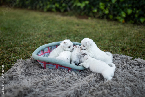 dog puppies playing together in the garden at home