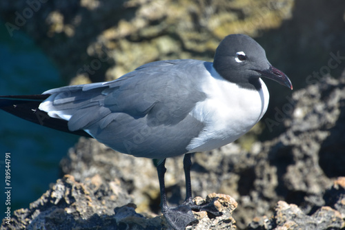 Laughing Gull Up Close and Personal in Aruba