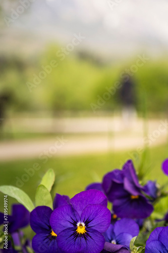 purple flowers in the garden