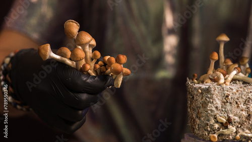 Harvesting Psilocybin Mushrooms photo