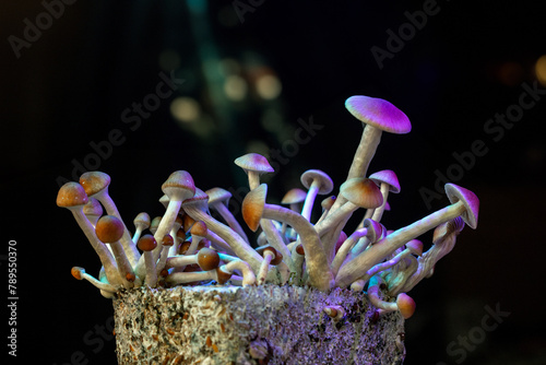 Psilocybin Mushrooms in purple light photo