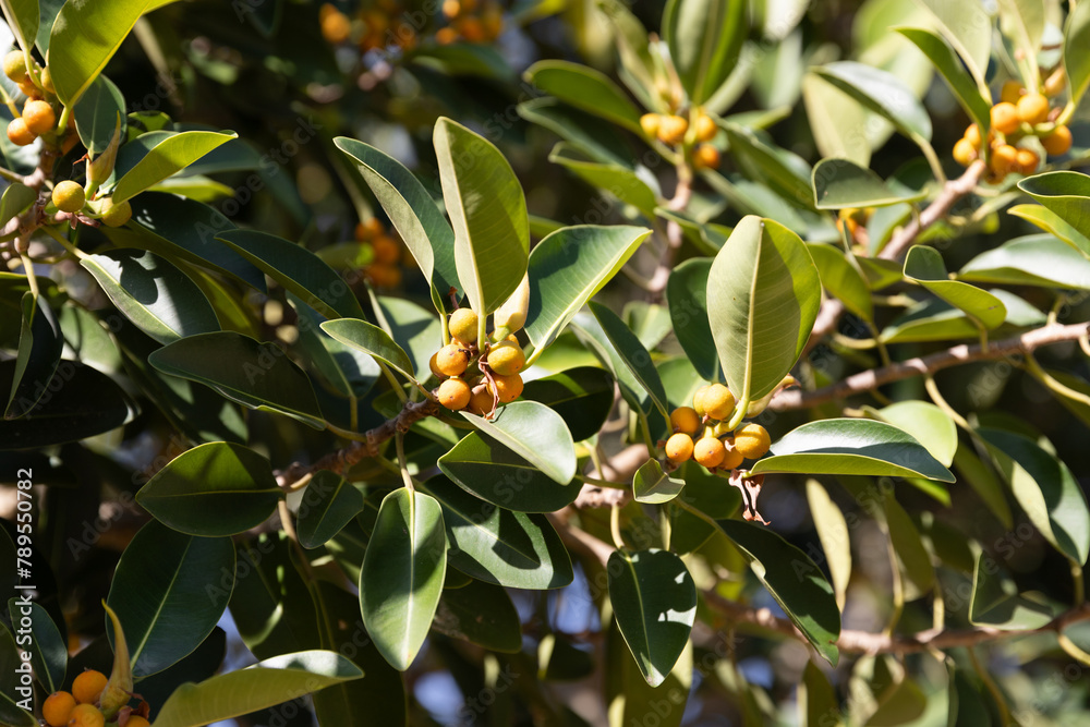 Φωτογραφία Closeup of some ripening fruits, Ficus platypoda