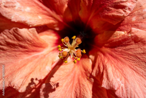 Close up of a double peach Hibiscus flower common names China Rose, Shoeblack Plant or Rose Mallow in a garden in Israel.
