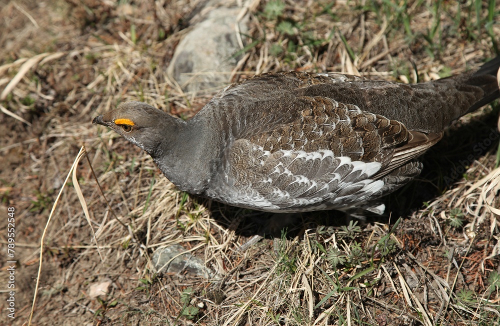 Fototapeta premium Male Dusky Grouse (Dendragapus obscurus) wild bird on the ground in Beartooth Mountains, Montana