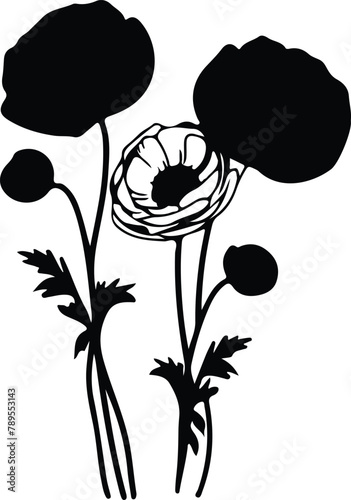 ranunculus silhouette