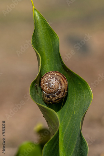 Close up of a garden snail on a green leaf in Israel
