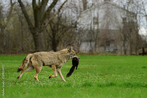 Urban wildlife a photograph of a coyote walking across a vacant lot with a black squirrel carried in its mouth photo