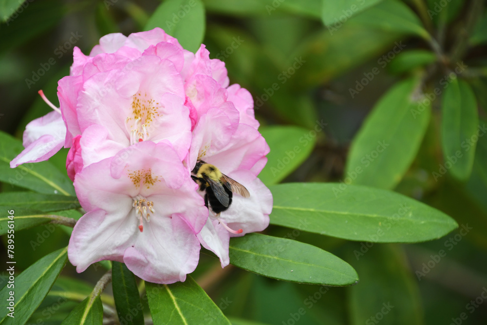 A bumblebee in a pink rhododendron flower A bumblebee in a pink rhododendron flower