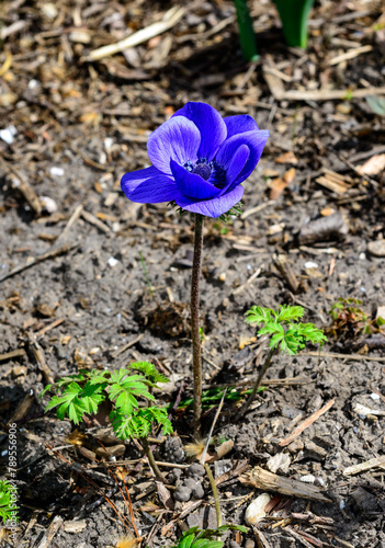 Windflowers Anemone is a genus of flowering plants in the buttercup family Ranunculaceae photo