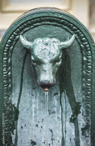 head of a bull Fountain photo