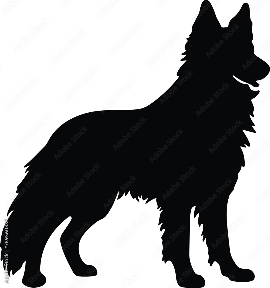 Obraz premium Belgian Sheepdog silhouette