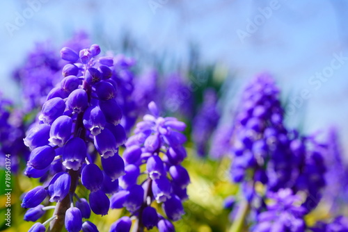 春の公園の花壇に咲く紫色のムスカリ。春の公園の花壇に咲く紫色のムスカリ。