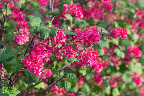 Red flowering currant, or Ribes sanguineum flowers in a garden. Ornamental shrub.