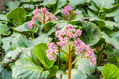 Bergenia thick-leaved, or Saxifraga thick-leaved,or Mongolian tea in spring time photo