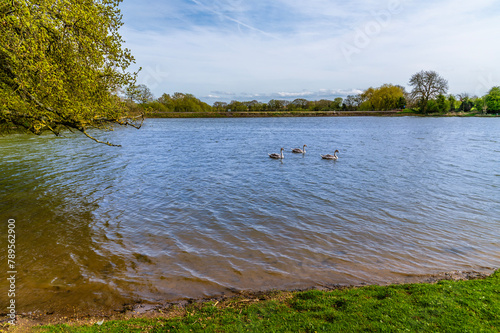 A view of young swans on Welford Reservoir, UK on a bright spring day