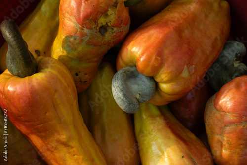 Frutos de Anacardium occidentale (Nuez de la India, Marañón, Cajú) en Campeche, México photo
