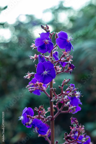 Pleroma heteromallum, synonyms including Tibouchina grandifolia and Tibouchina heteromalla, known by the common name silverleafed princess flower in English. Jerico, Jericó, Antioquia, Colombia, photo