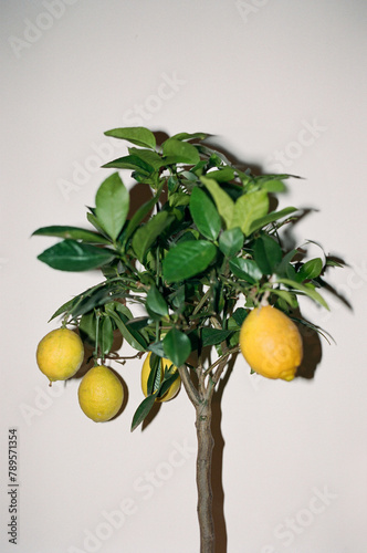 Lemontree photo