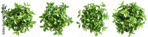 houseplant green bush top view isolated on white or transparent background png cutout clipping path