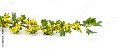 Barberry sprig with yellow flowers.