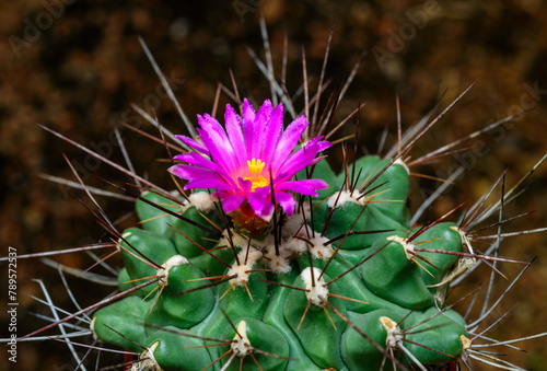 Mammillaria sp., close-up of a cactus blooming with pink flowers in spring photo