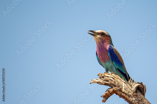 A lilac breasted roller perched on a branch in Tarangire National Park, Tanzania photo