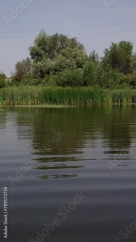 Flying over the river with calm water into the natural green background of trees and comedians. Beautiful view of river with the reflection of trees in the water in summer. Vertical video