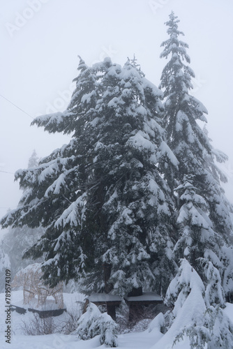  雪　もみの木　北米　雪山　冬　雪道　グラウスマウンテン　バンクーバー　カナダ　　寒い