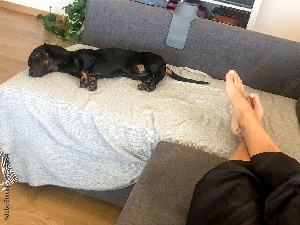UGC POV woman and dog lying on the couch UGC POV woman and dog lying on the couch
