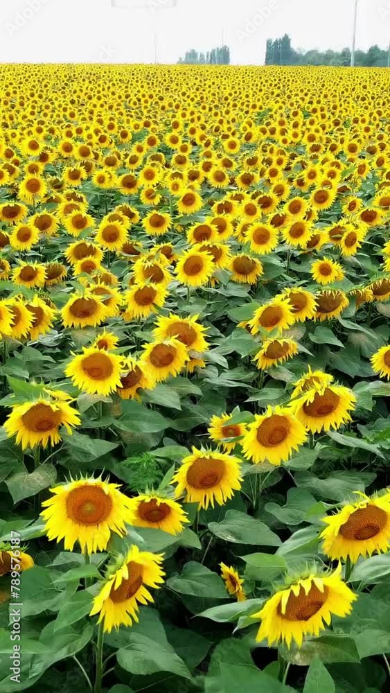Aerial view of beautiful yellow sunflowers. Yellow flowers. Sunflower field. Vertical video Aerial view of beautiful yellow sunflowers. Yellow flowers. Sunflower field. Vertical video