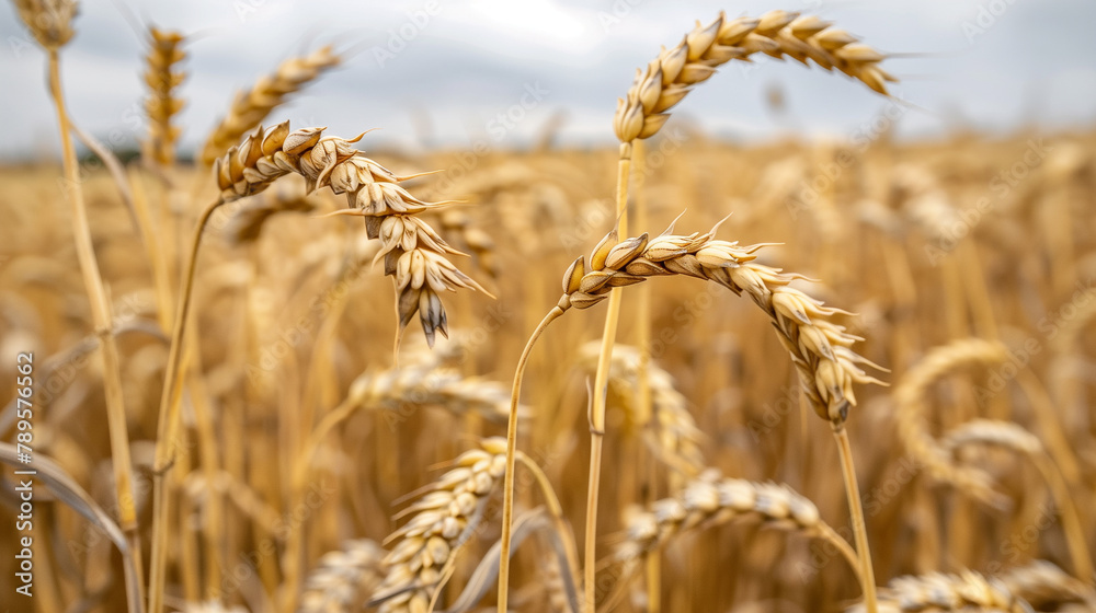 copy space, stockphoto, Closeup of ripe summer grain wheat field, wheat ears. Close-up of wheat plants with ripe grains. Healthy food, environment theme. Agriculture crops. Agriculture theme. Wheat ba copy space, stockphoto, Closeup of ripe summer grain wheat field, wheat ears. Close-up of wheat plants with ripe grains. Healthy food, environment theme. Agriculture crops. Agriculture theme. Wheat ba