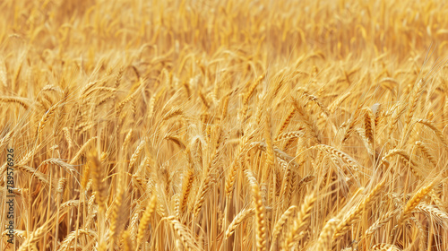 copy space  stockphoto  Closeup of ripe summer grain wheat field  wheat ears. Close-up of wheat plants with ripe grains. Healthy food  environment theme. Agriculture crops. Agriculture theme. Wheat ba