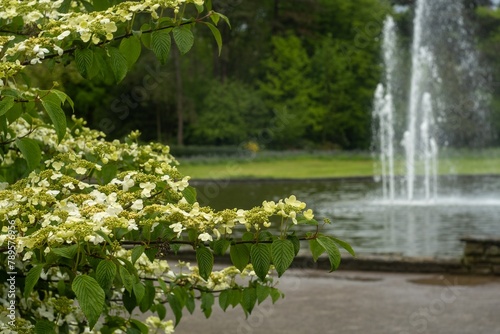 white flowering Viburnum plicatum, in the background a water fountain photo