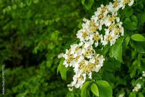 beautiful white Viburnum plicatum in spring photo