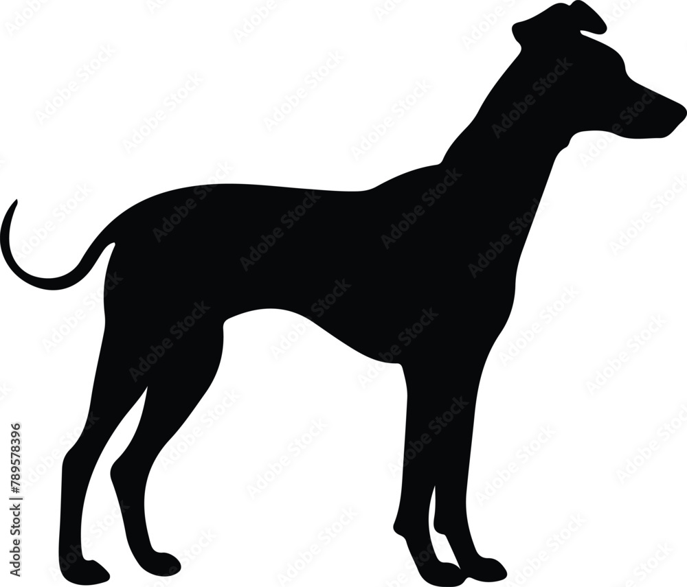 Whippet silhouette