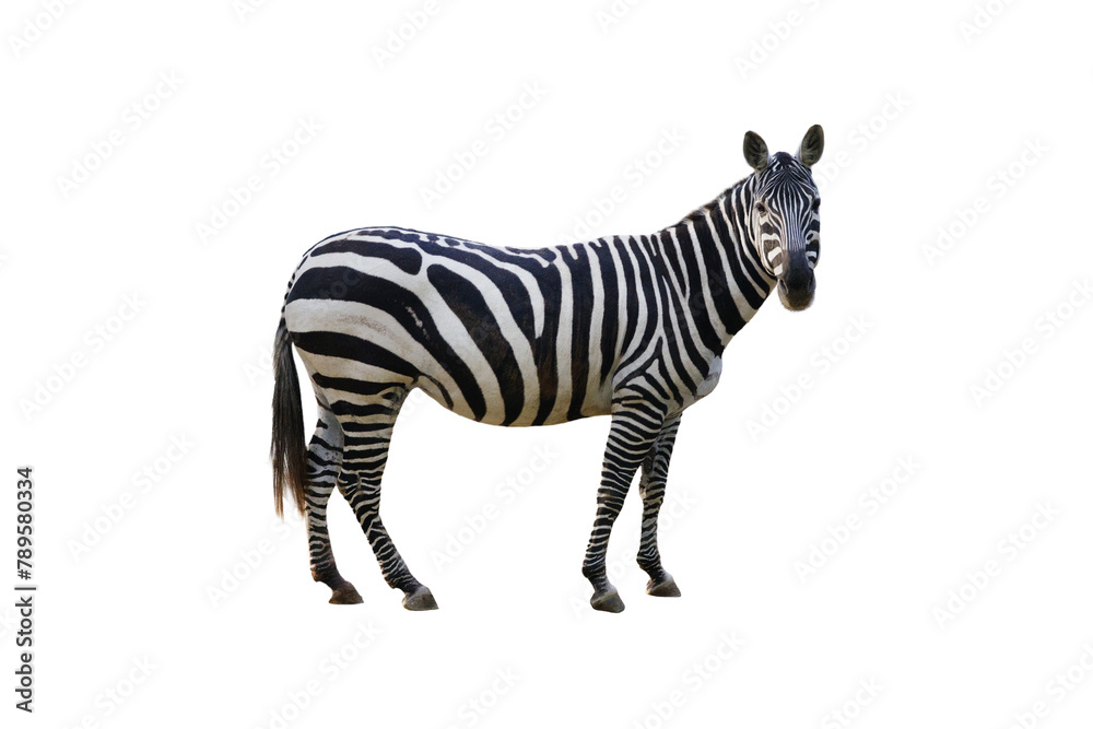 Fototapeta premium zebra isolated on white background