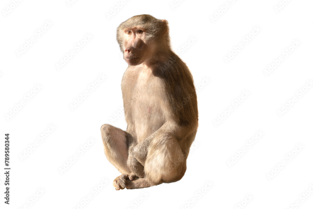 Female baboon isolated on white background - obrazy, fototapety, plakaty 