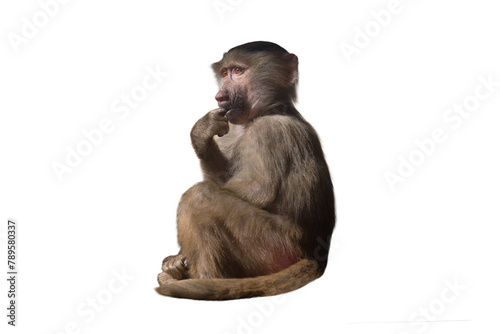 baby baboon isolated on white background