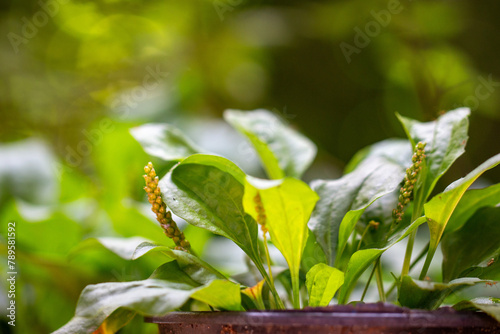  Tanchagem, tanchagem-maior, tanchás, tachá, tansagem, tranchagem, transagem, sete-nervos, tançagem, tanchagem-média ou plantagem.