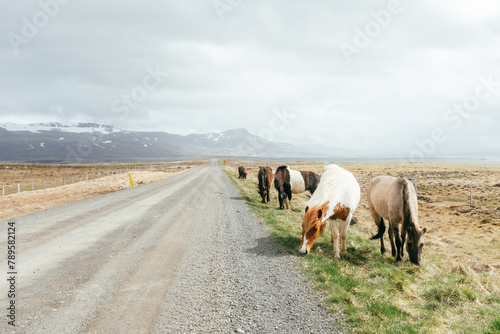 Horses on the side of the road photo