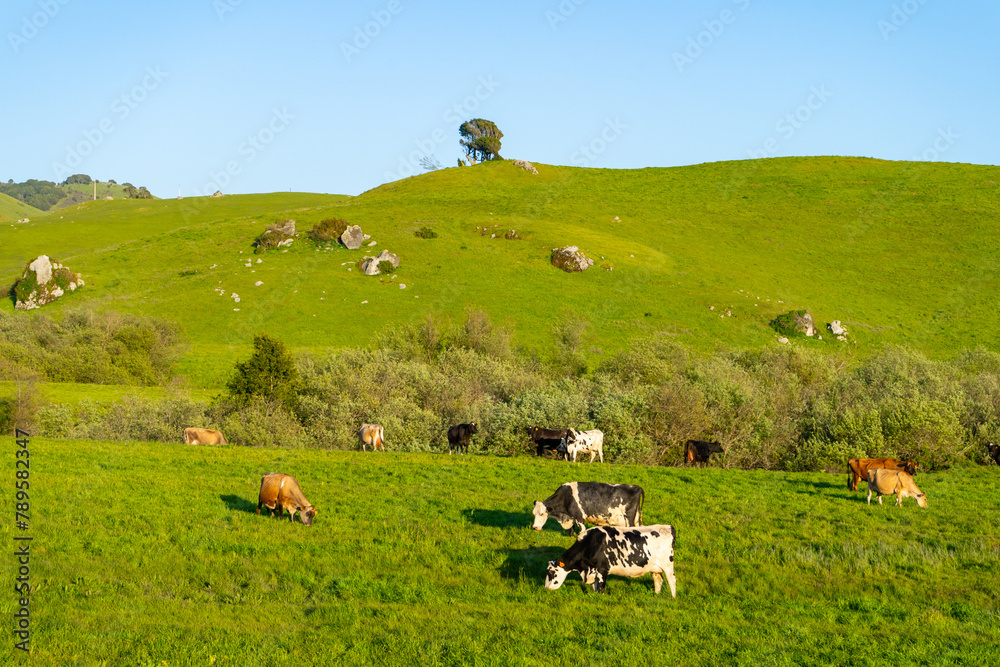 Cows grazing in the picturesque rolling hills of Petaluma, California.