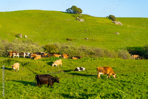 Cows grazing in the picturesque rolling hills of Petaluma, California. photo