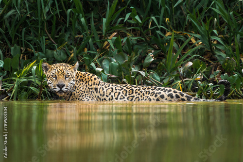 Jaguar swimming photo