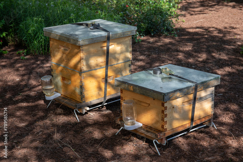 wooden honey bee hive box